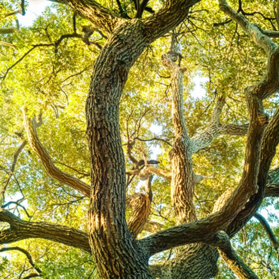Großer, verzweigter Baum, symbolisiert nachhaltiges Wachstum und Effizienz; passend zur Philosophie der Schröter GmbH.